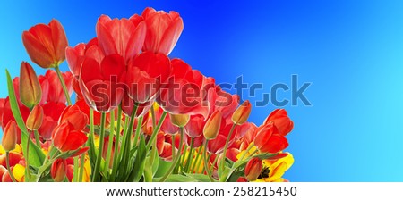Beautiful garden fresh colorful tulips.Springtime.