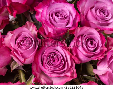 Pink roses close up background
