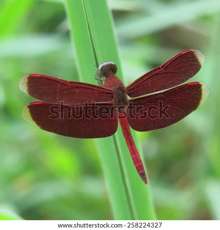 Red dragonfly on a green leaf. Vector illustration