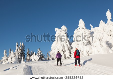 Two cross country skiers against a background of snow wrapped firs and a clear blue sky