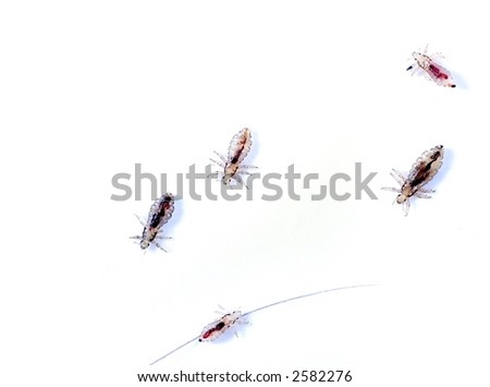 Head lice isolated on white background