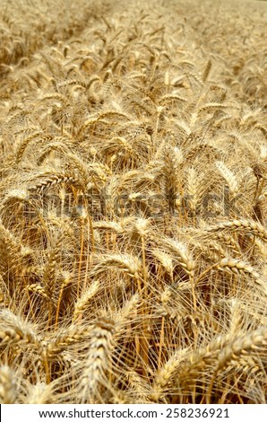 Backdrop of ripening ears of yellow wheat field. Close up nature photo of a rich harvest seamless background.