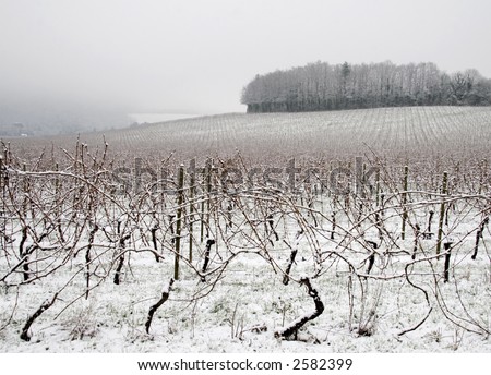 Vineyard covered with snow, England