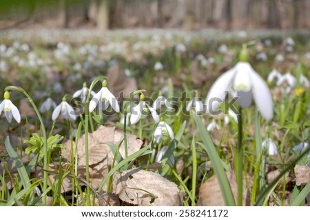 White spring snowdrops on a background of trees in the forest
