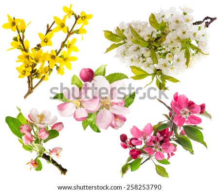 Spring flowers isolated on white background. Blossoms of apple tree, cherry twig, forsythia.