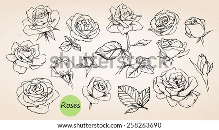 Set of hand-drawn roses, vector