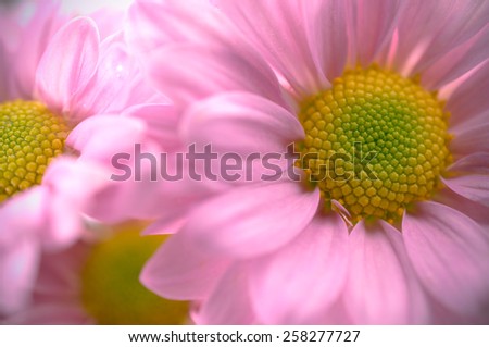 Beautiful chrysanthemum flower background