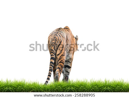 male bengal tiger isolated  on white background