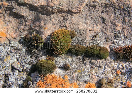  the surface of a brick wall, covered with moss