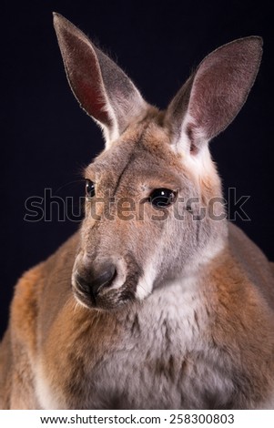 Red Kangaroo portrait  on black background