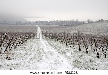 Vineyard covered with snow, England