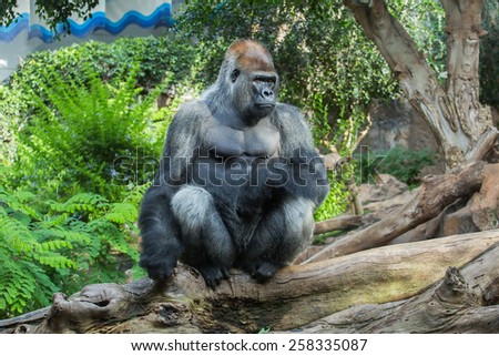 Monkey Gorilla
