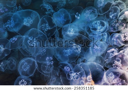 Congestion Millions of jellyfish floating in the sea lagoon as a result of penetration of cold flow. Danger to people swimming. As an unusual background for decoration and creative design