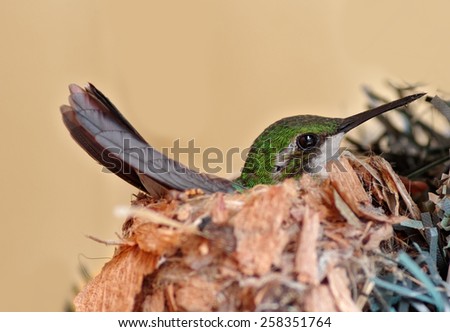 Flat field (macro/micro) photo of a nesting hummingbird. 