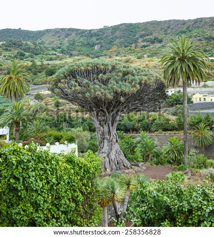 Milenary tree in Canary islands