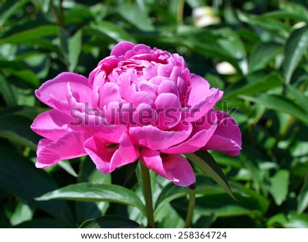 A pink peony in the blurred background of the green flowerbed.