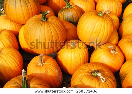 Stock image of pumpkin display during Harvest Festival in New England, USA
