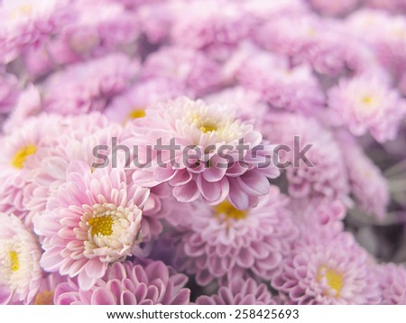 Vintage Flowers