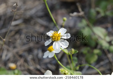 White flower on green background.