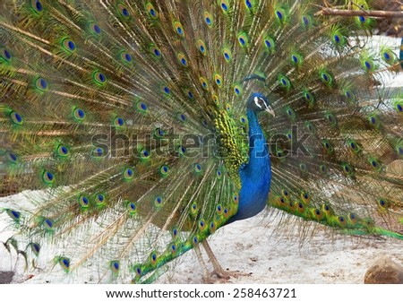 Indian peacock
Peacock - Royal bird. Home of this very beautiful birds of the pheasant family, are India and Sri Lanka.