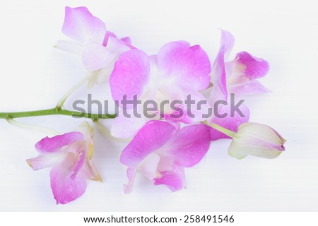 pink orchid flower closeup isolated on white background
