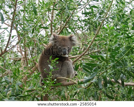 lone koala in a tree Royalty-Free Stock Photo #2585014