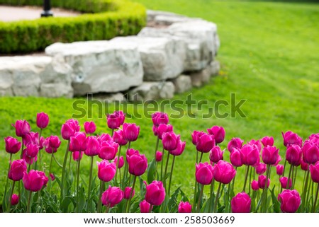 Display of colorful magenta tulips flowering in a flowerbed in a lush green garden with a natural rock retaining wall heralding the start of spring