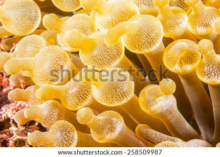 bubble anemone