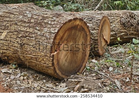 Cut Wood Log