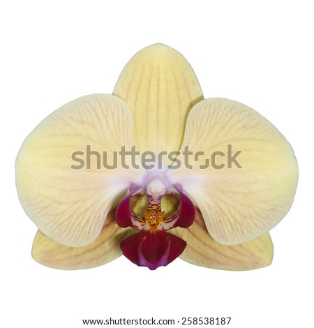 It is Yellow orchid isolated on white.