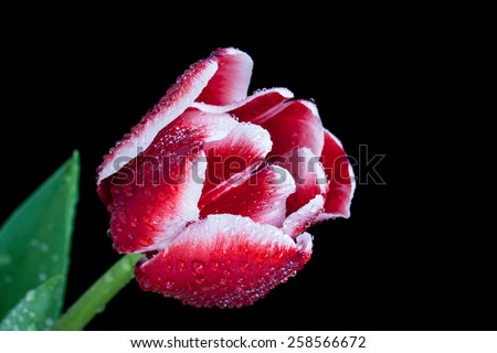 Tulip with diamond shining drops on petals , beautiful  flower on black background. Image for greeting cards, mobile devices  wallpaper
