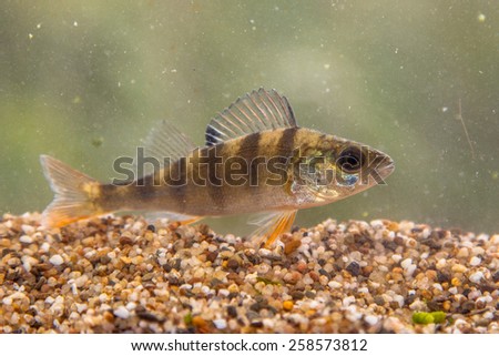 The European perch (Perca fluviatilis) is found in Europe and Asia. This species is typically greenish in color with dark vertical bars on sides with a red or orange coloring in the tips of its fins.