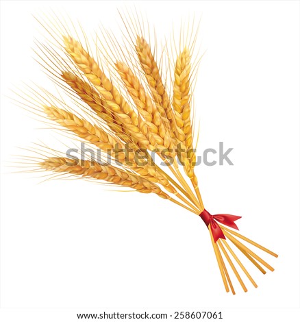 Bunch of wheat on white  background. Vector illustration. Royalty-Free Stock Photo #258607061