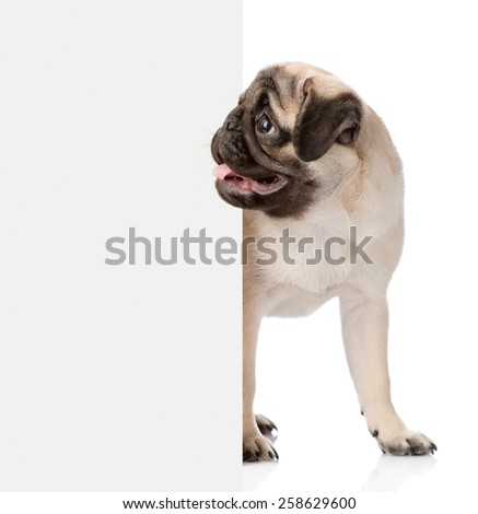 Pug puppy peeking from behind empty board. isolated on white background