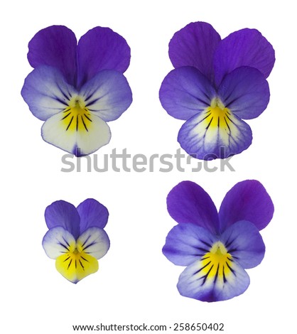 Collection of Flower heads of Heartsease, Viola tricolor isolated on white background