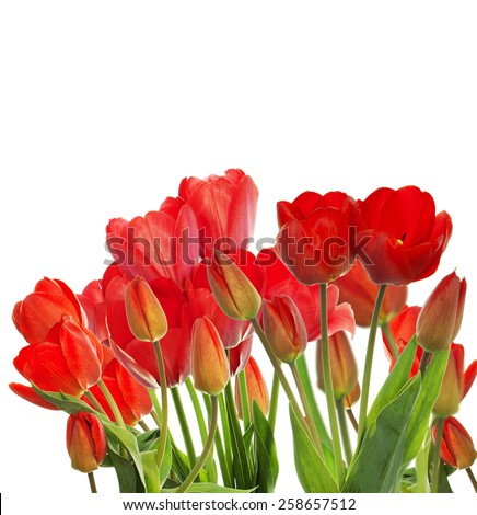 Beautiful garden fresh red tulips on white  background