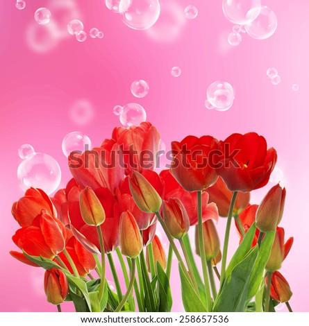 Beautiful garden fresh red tulips on abstract  background