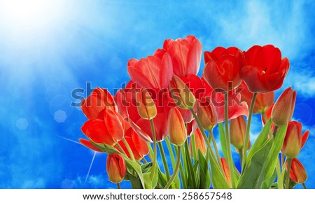 Beautiful garden fresh colorful tulips on abstract  background spring nature