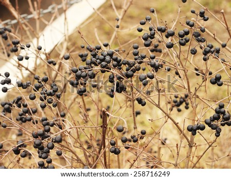 black berries on a bush. wolf berries, danger.