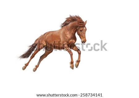 Beautiful red horse galloping in a phase jump developing mane. Thoroughbred stallion isolated on white background