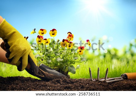 Planting Flowers in a garden,Closeup.