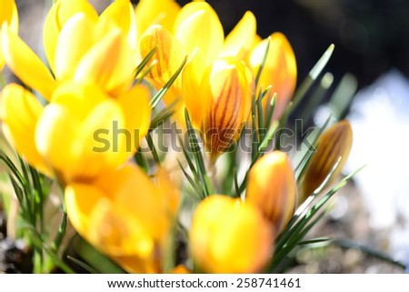 Yellow crocus in the spring