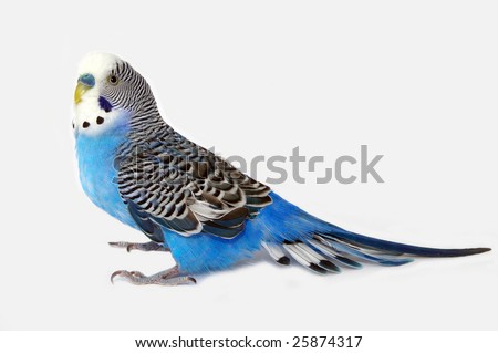 Blue wavy parrot on light background