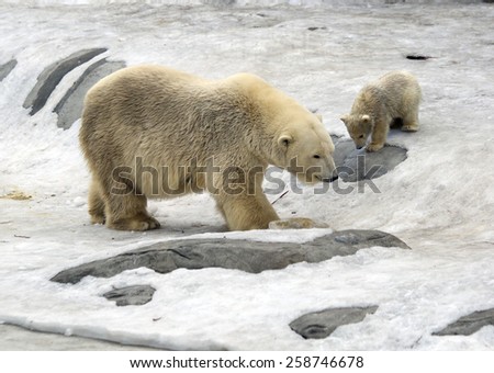 Polar bear with cub.
White bear is a typical inhabitant of the Arctic. The polar bear is the largest representative of the entire detachment of prey.
In the picture the bear riding the ice hill.