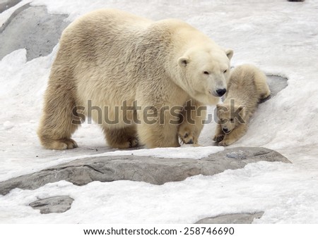 Polar bear with cub.
White bear is a typical inhabitant of the Arctic. The polar bear is the largest representative of the entire detachment of prey.
In the picture the bear riding the ice hill.