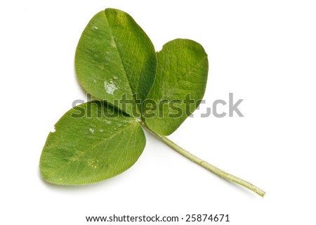 Three leaf clover on a white background