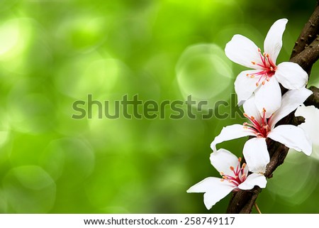 beautiful tung flowers for adv or others purpose use