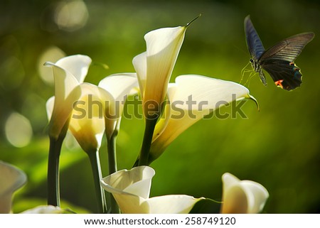 White Calla Lilies for adv or others purpose use