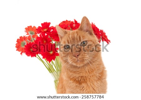 Face of a ginger cat in front of a vase with red and orange daisy flowers, isolated on white.