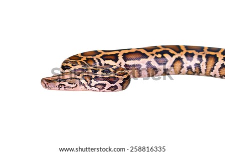 Close up of tiger python (Burmese Python) on white background isolated Boa constrictor, Common viper snake, Common adder